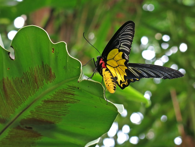 Schöner gelber und schwarzer Schmetterling