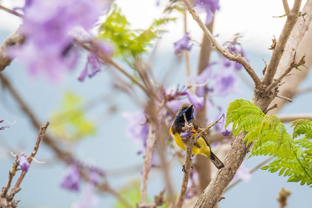 Schöner gelber Vogel Olivebacked Sunbird