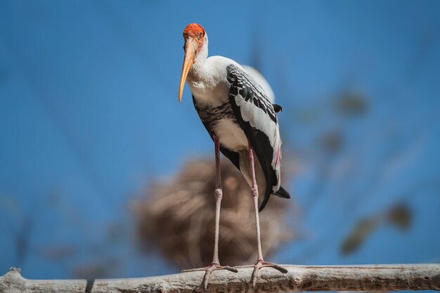 Schöner gemalter Storch im örtlichen Zoo