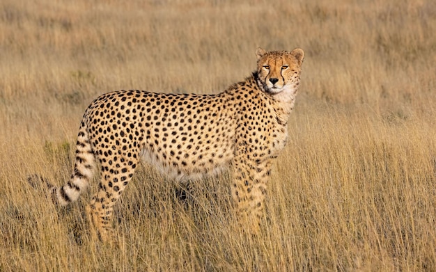 Schöner Gepard im trockenen Feld