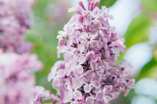 Schöner Geruch violett lila Fliederblüten im Frühling Nahaufnahme Blütenzweige von Flieder in...