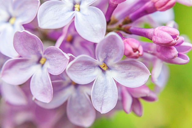 Schöner Geruch violetter lila lila Blüten blüht im Frühling. Schließen Sie oben Makrozweige des lila selektiven Fokus. Inspirierender natürlicher blühender Garten oder Park der Blumen. Ökologie Naturlandschaft