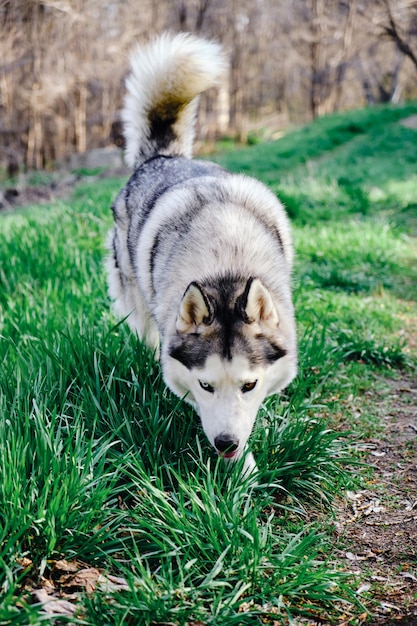 Schöner gesunder Hund der Rasse des sibirischen Huskys läuft auf dem grünen Gras.
