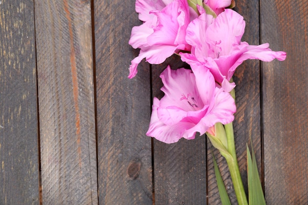 Schöner Gladiolus auf hölzernem Hintergrund