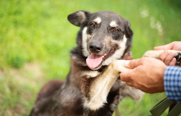 Schöner glücklicher lustiger Hund spielt und hat Spaß im Freien