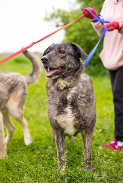 Schöner glücklicher lustiger Hund spielt und hat Spaß im Freien