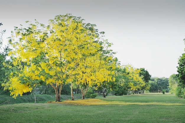 Schöner goldener Duschbaum im Garten