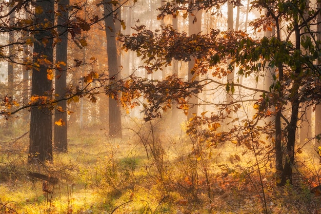 Schöner goldener Herbstwald mit gelben Blättern