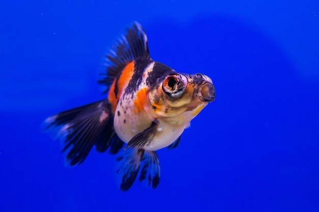 Schöner Goldfisch auf blauem Hintergrund.