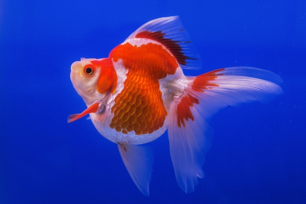 Schöner Goldfisch auf blauem Hintergrund.