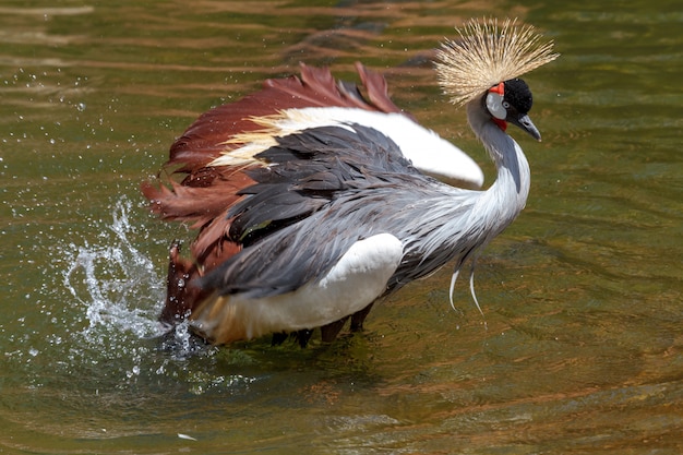 Schöner grauer gekrönter Kranich (Grus Grus)