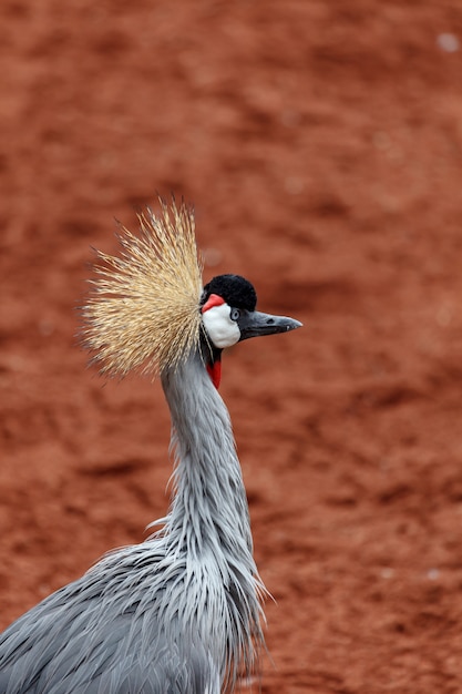 Schöner grauer gekrönter Kranich (Grus Grus)