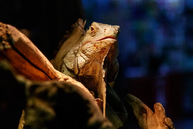 Schöner großer Eidechsenleguan