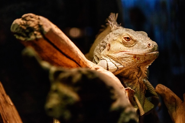 Schöner großer Eidechsenleguan