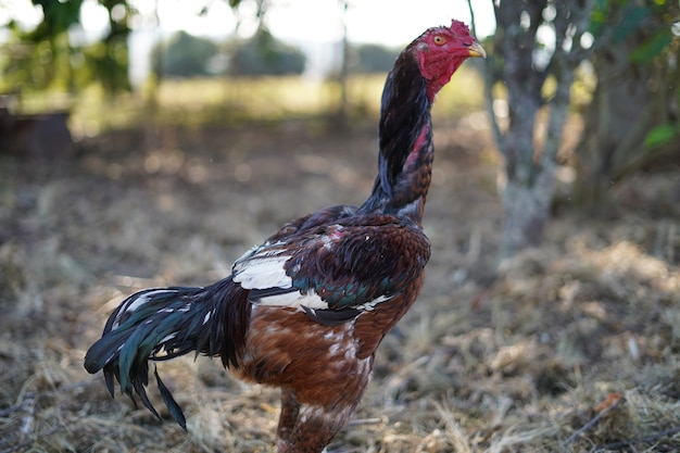 schöner großer Hahn im Hinterhof der Farm