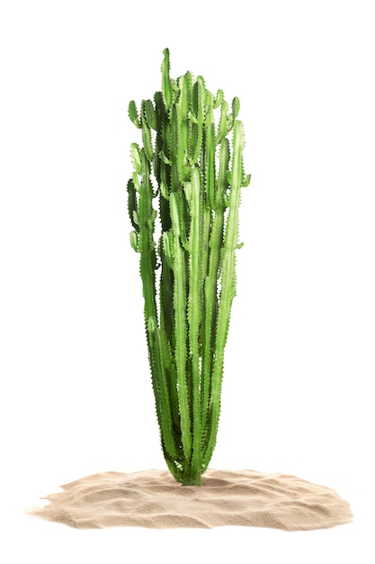 Schöner großer Kaktus, der im Sand auf weißem Hintergrund wächst
