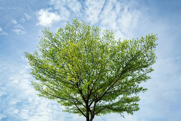 Schöner grüner Baum auf klarem blauem Himmel im Tageslicht