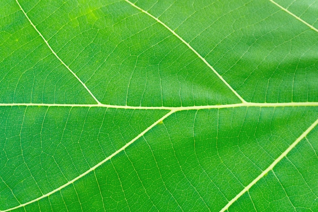 Schöner grüner Baum leaved Beschaffenheitshintergrund