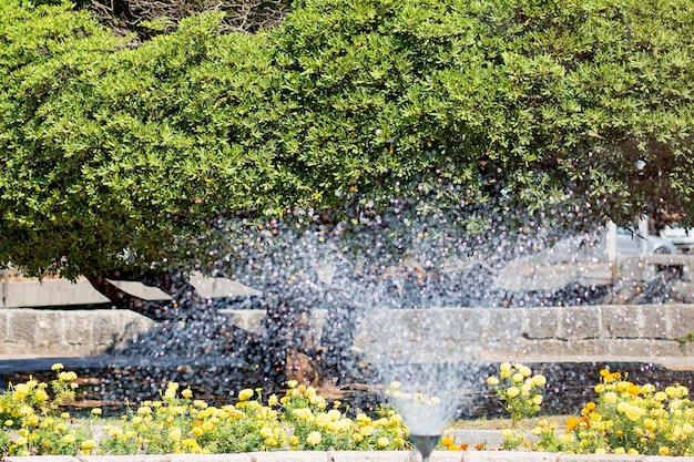 Schöner grüner Baum und Brunnen