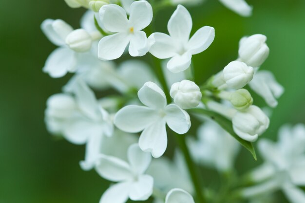 Foto schöner grüner blumenhintergrund