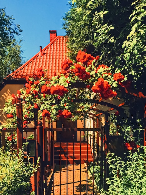 Schöner grüner Garten mit Blumen auf luxuriösem Hinterhof