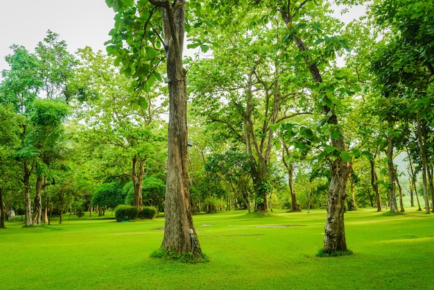 Schöner grüner grasartiger Bereich mit Bäumen in einem Park.