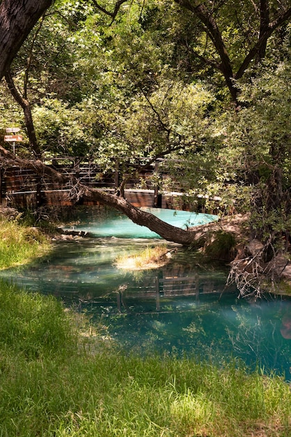 Schöner grüner Park im Sommer mit einem blauen Fluss