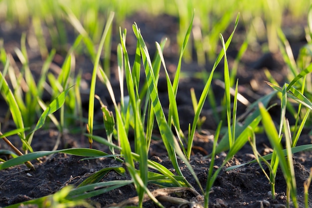 Schöner grüner Pflanzenweizen oder anderes Getreide, Gras zu Beginn ihres Wachstums und ihrer Entwicklung