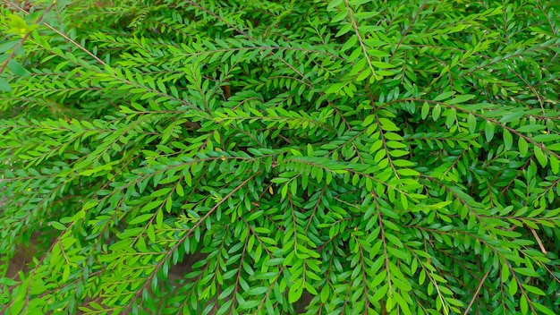 schöner grüner Strauch Phyllanthus minutiflora