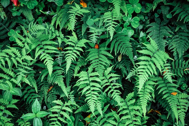schöner grüner Straußfarn verlässt Laub im tropischen Wald, Blattmusterhintergrund