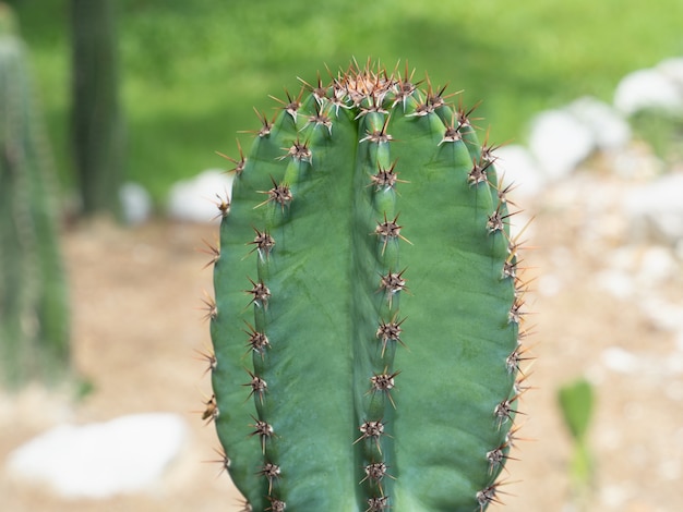 Schöner grüner Sukkulentenkaktus im botanischen Garten der Wüste