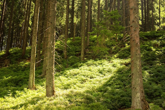 Schöner grüner Wald auf der slowakischen Natur. Entspannen Sie sich. Positive Stimmung.