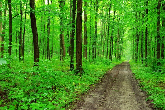 Schöner grüner Wald im Frühjahr