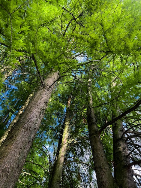 schöner grüner Wald im Sommer