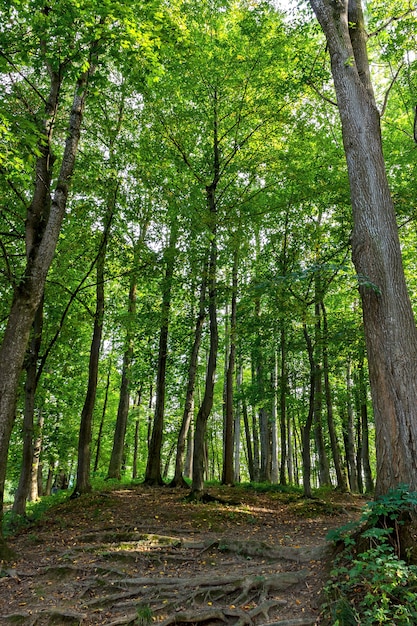 Schöner grüner Wald im Sommer.