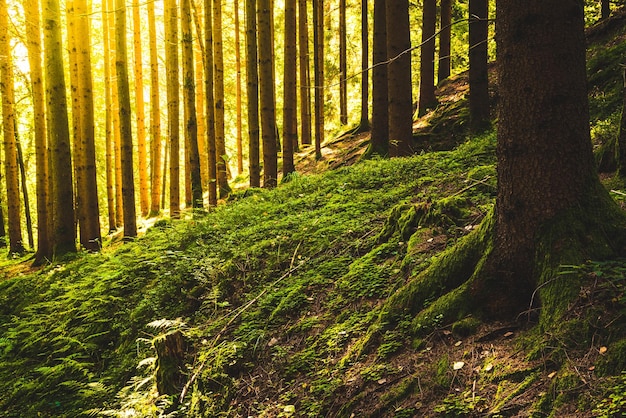 Schöner grüner Wald mit durchkommenden Sonnenstrahlen