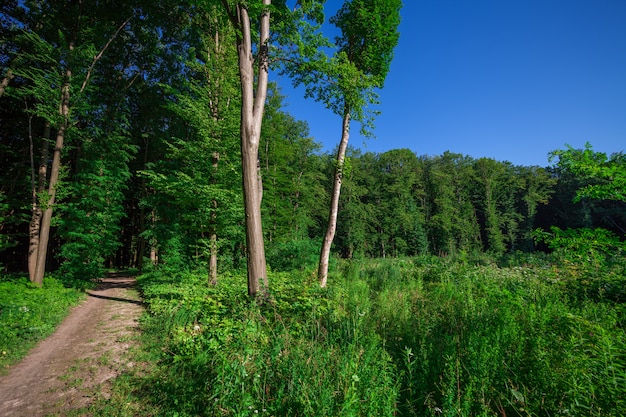 Schöner grüner Wald