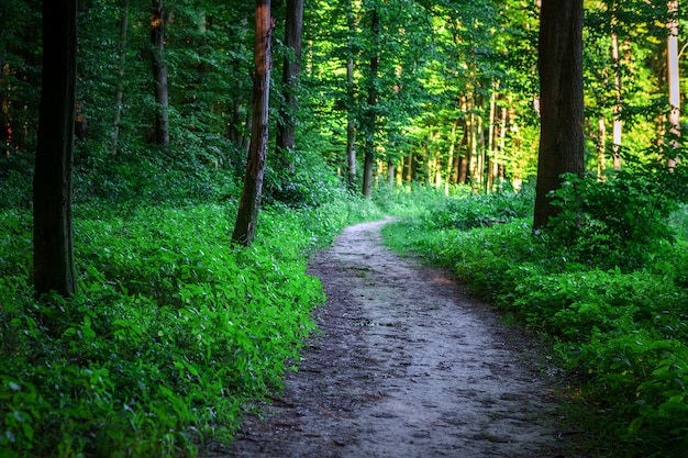 Schöner grüner Wald