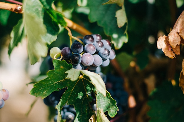 Schöner grüner Weinberg in Spanien