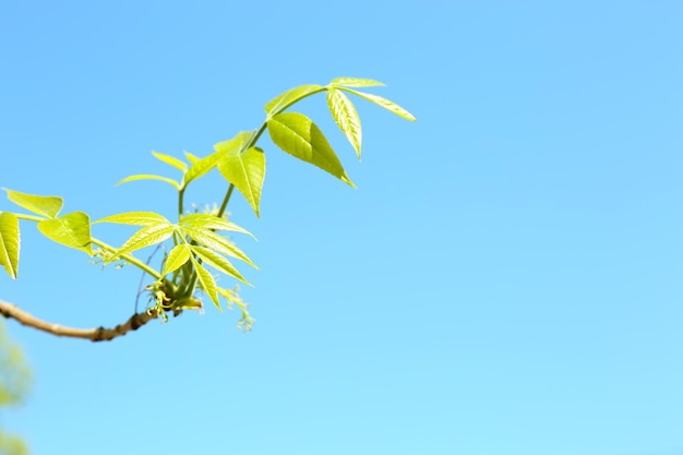 Schöner grüner Zweig auf blauem Himmel