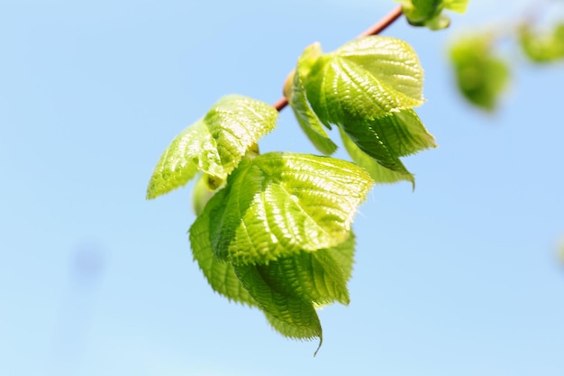 Schöner grüner Zweig auf blauem Himmelshintergrund