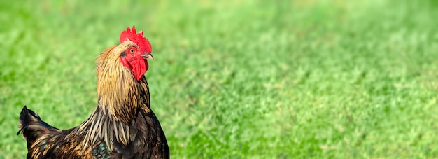 Schöner Hahn auf der Seite auf verschwommenem Hintergrund des grünen Grases