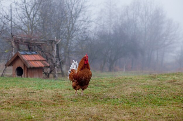 Schöner Hahn, der auf dem Gras in unscharfem Naturgrünhintergrund steht