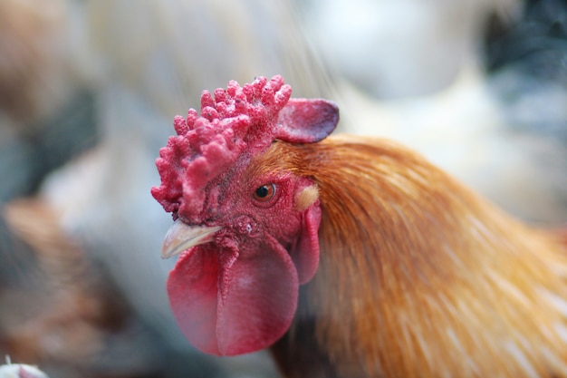 Schöner Hahn im Hühnerstall. Hausvogel. Bauernhof