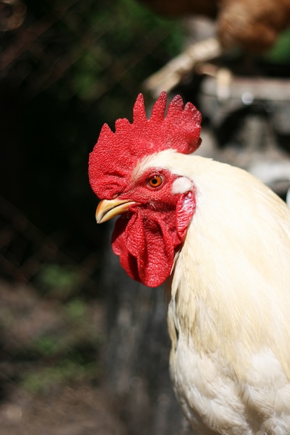 Schöner Hahn im Hühnerstall. Hausvogel. Bauernhof