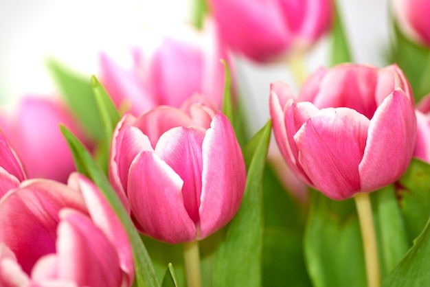 Schöner Haufen Tulpen isoliert vor einem weißen Hintergrund Ein Blumenstrauß in einem Raum Botanische rosa Frühlingspflanzen Flora blüht und blüht Bunte und lebendige Lilien im Innenbereich