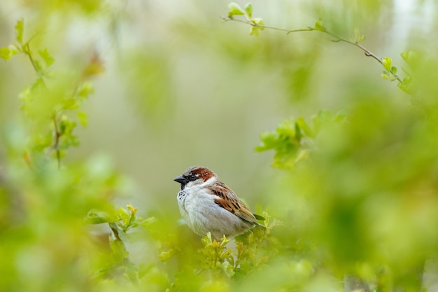 Schöner Haussperling thront auf einem Ast auf verschwommenem Hintergrund