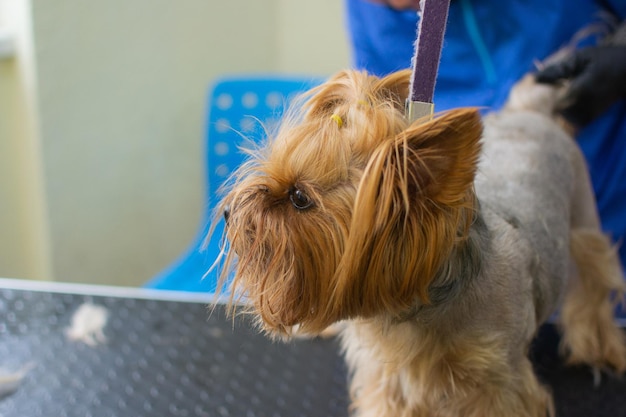 Schöner Haustier-Yorkshire-Terrier, der ruhig auf sein Haarschneiden im Pflegesalon wartet Professioneller Groomer behandelt sorgfältig mit Yorkshire-Terrier Stock-Foto