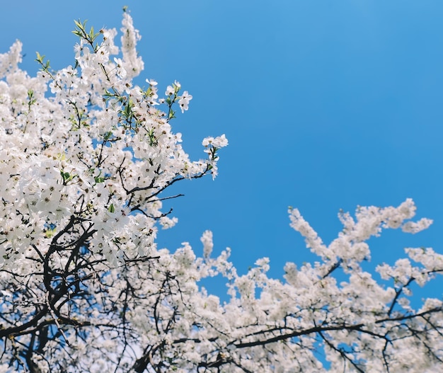 Schöner heller Frühlingshintergrund der Natur mit weißem Kirschbaum der Blüte und Platz des klaren Himmels für Text