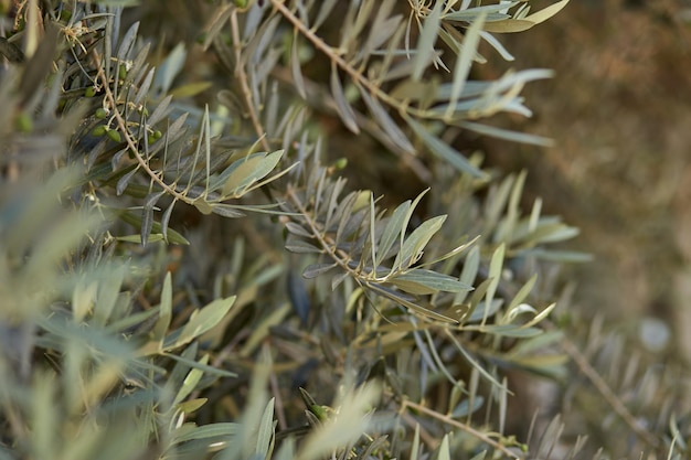 Schöner heller Hintergrund des Olivenbaums mit Kopierbereich Hochwertiges Foto